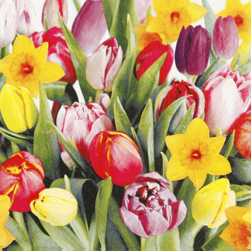 Servíettur Bouquet of tulips 33x33 (12)